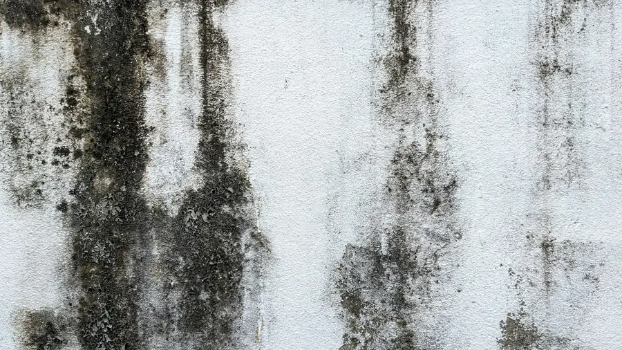 Dark mold growth spreading across a painted wall